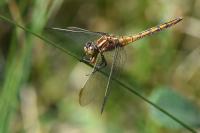 Orthetrum coerulescens