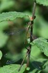 Chalcolestes viridis