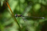 Lestes virens