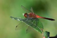 Sympetrum sanguineum