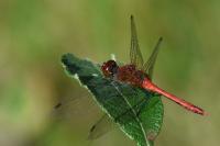 Sympetrum sanguineum