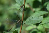 Chalcolestes viridis