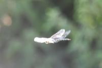 Aeshna cyanea