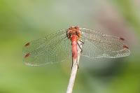Sympetrum sanguineum