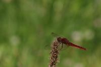 Crocothemis erythraea