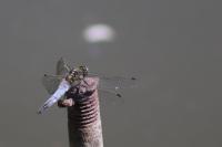 Orthetrum cancellatum
