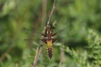 Libellula depressa