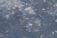 Aeshna mixta