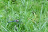 Aeshna mixta