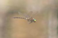 Somatochlora flavomaculata