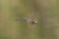 Somatochlora flavomaculata