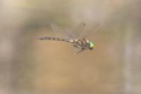 Somatochlora flavomaculata