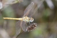 Sympetrum fonscolombii