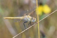 Sympetrum fonscolombii