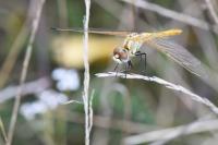 Sympetrum fonscolombii