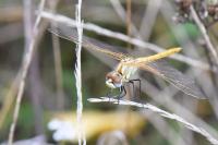 Sympetrum fonscolombii