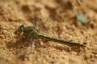 Gomphus pulchellus