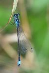 Ischnura elegans