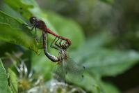 Sympetrum sanguineum