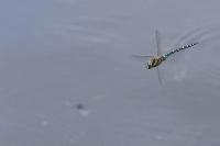 Aeshna mixta