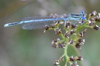Platycnemis pennipes