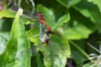 Sympetrum sanguineum
