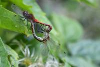 Sympetrum sanguineum