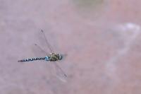 Aeshna mixta