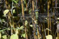 Aeshna cyanea