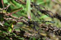 Aeshna cyanea