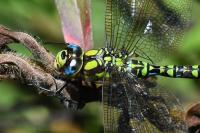 Aeshna cyanea