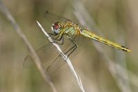 Sympetrum fonscolombii