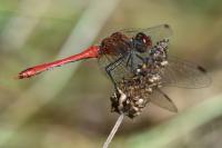 Sympetrum sanguineum
