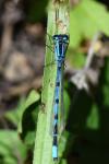 Enallagma cyathigerum