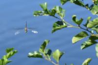 Aeshna mixta