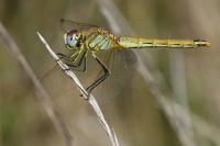 Sympetrum fonscolombii