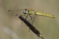 Sympetrum fonscolombii