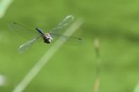 Aeshna mixta
