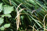 Aeshna mixta