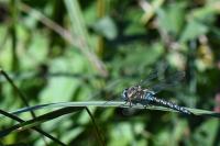 Aeshna mixta