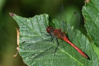 Sympetrum sanguineum