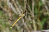 Sympetrum fonscolombii