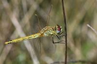 Sympetrum fonscolombii