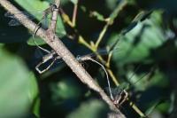 Chalcolestes viridis