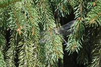 Aeshna cyanea