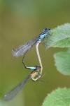 Ischnura elegans
