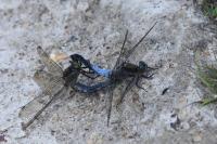 Orthetrum cancellatum