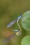 Ischnura elegans