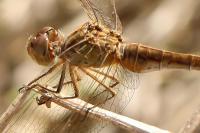 Sympetrum meridionale