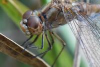 Sympetrum meridionale